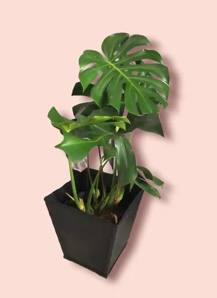 Monstera Deliciosa En Matera Decorativa - Detalle Con Amor Para Regalo En Fecha Especial, Día Del Padre, Cumpleaños, Aniversarios, Condolencias, Graduación, Felicitación Y Agradecimiento.