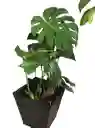 Monstera Deliciosa En Matera Decorativa - Detalle Con Amor Para Regalo En Fecha Especial, Día Del Padre, Cumpleaños, Aniversarios, Condolencias, Graduación, Felicitación Y Agradecimiento.