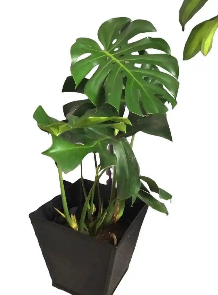 Monstera Deliciosa En Matera Decorativa - Detalle Con Amor Para Regalo En Fecha Especial, Día Del Padre, Cumpleaños, Aniversarios, Condolencias, Graduación, Felicitación Y Agradecimiento.