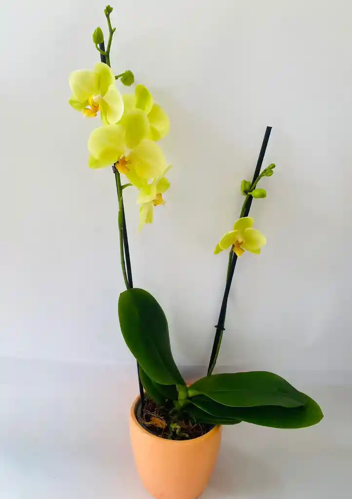 Orquidea Phalaenopsis Amarilla