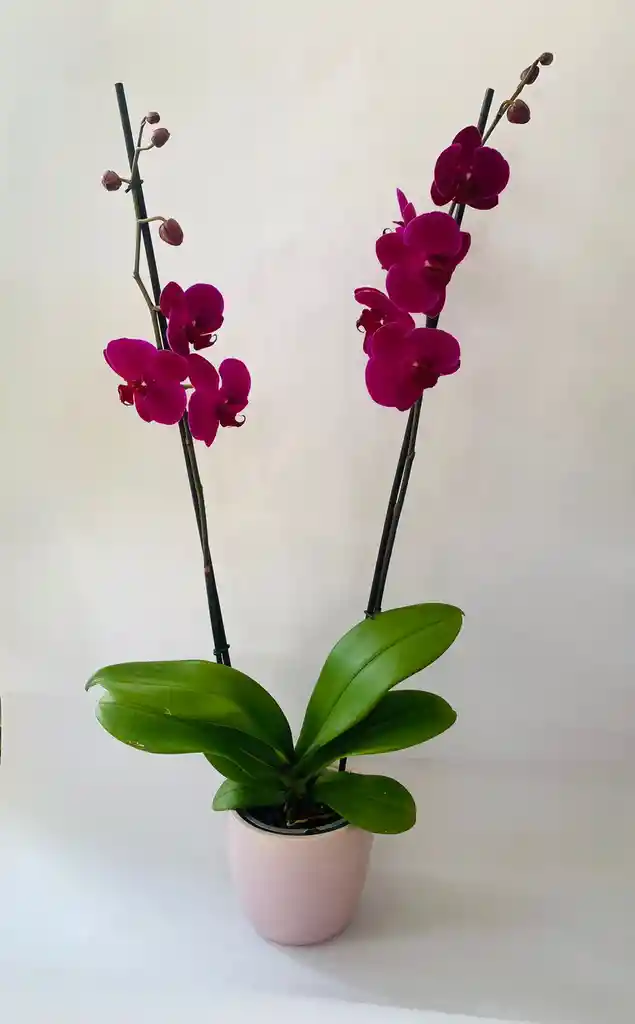 Orquidea Phalaenopsis Morada