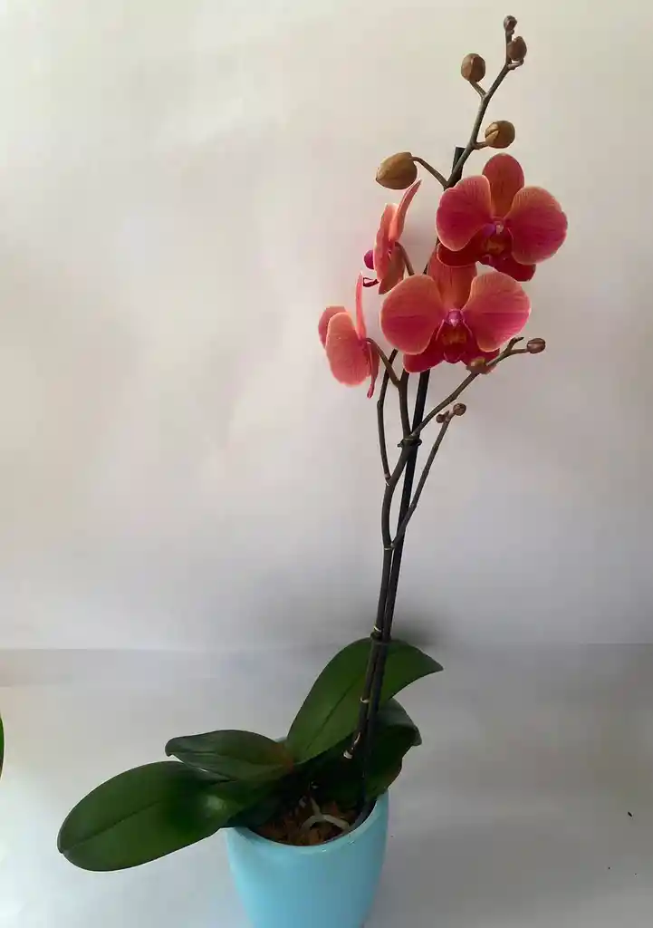 Orquídea Phalaenopsis Rosa