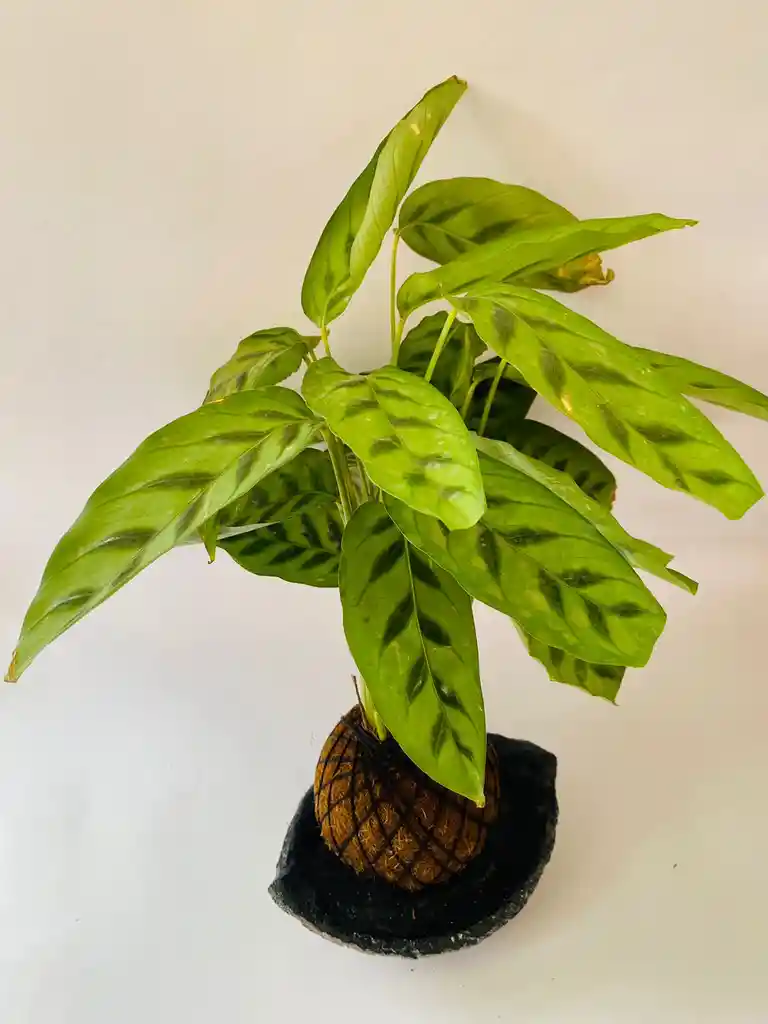 Kokedama 10 Mandamientos