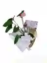 Planta De Anturio