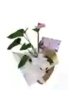 Planta De Anturio