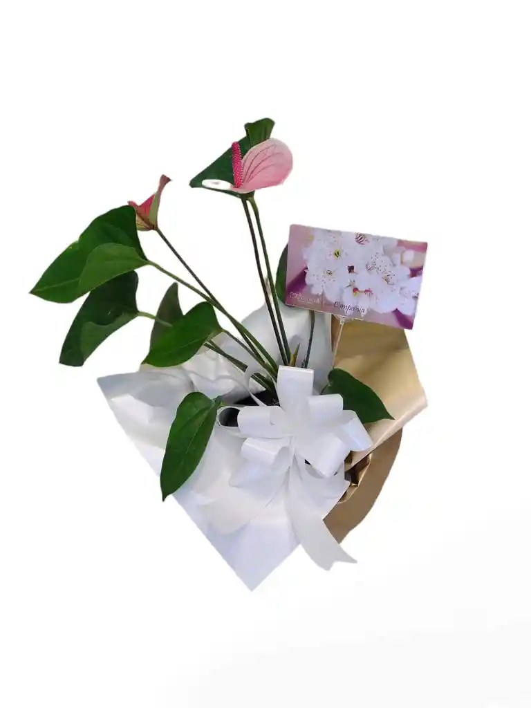 Planta De Anturio Mini - Condolencias