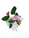 Planta De Anturio Mini - Condolencias