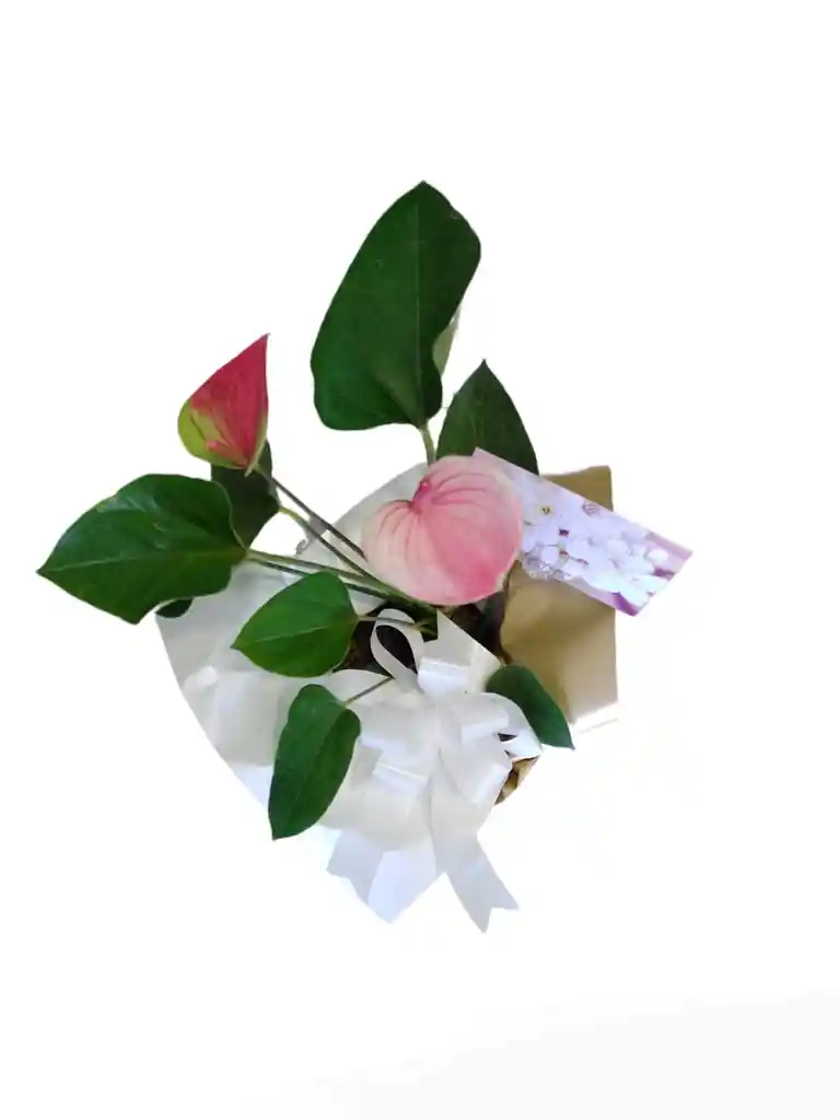Planta De Anturio Mini - Condolencias