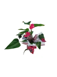 Planta Anturio Grande
