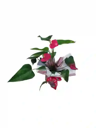 Planta Anturio Grande