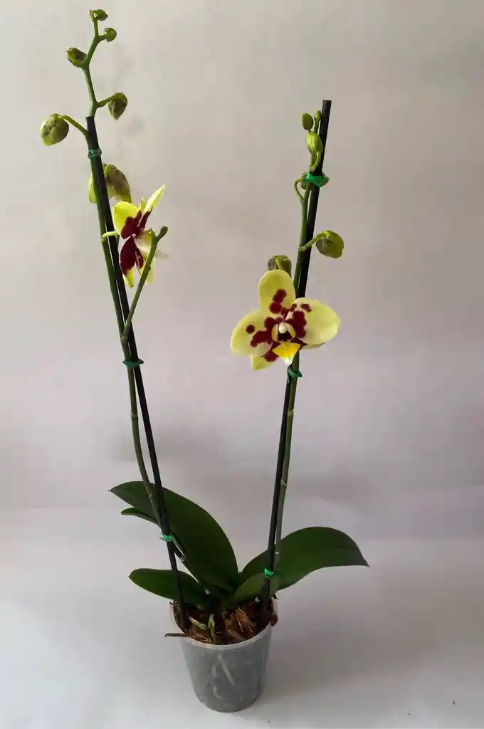 Phalaenopsis 2 Varas