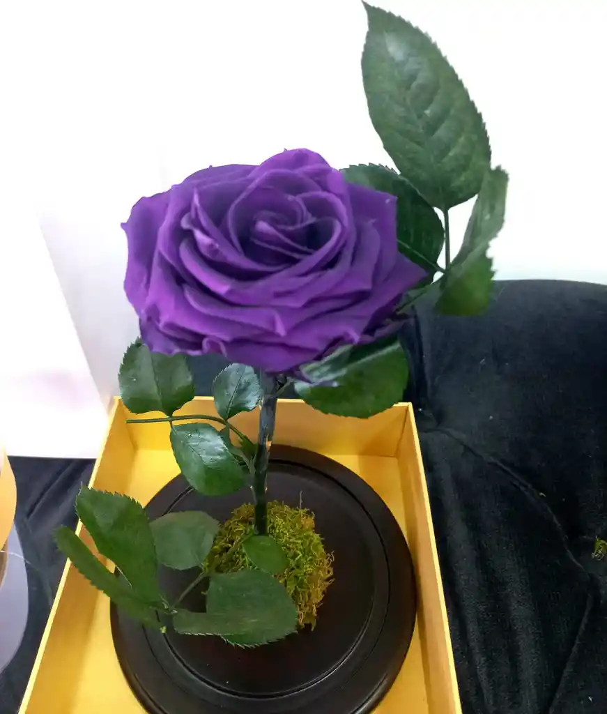 Rosa Preservada Purpura Para Regalar