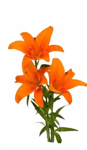 Flor Lirio Naranja