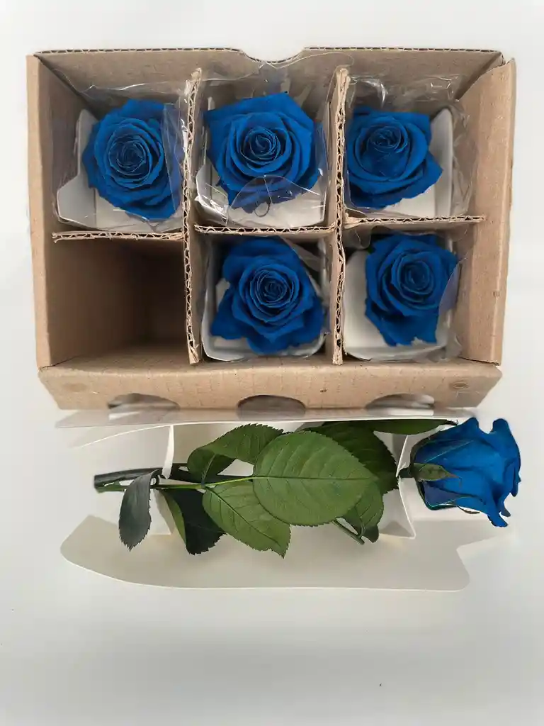 Rosa Mini Azul Noche