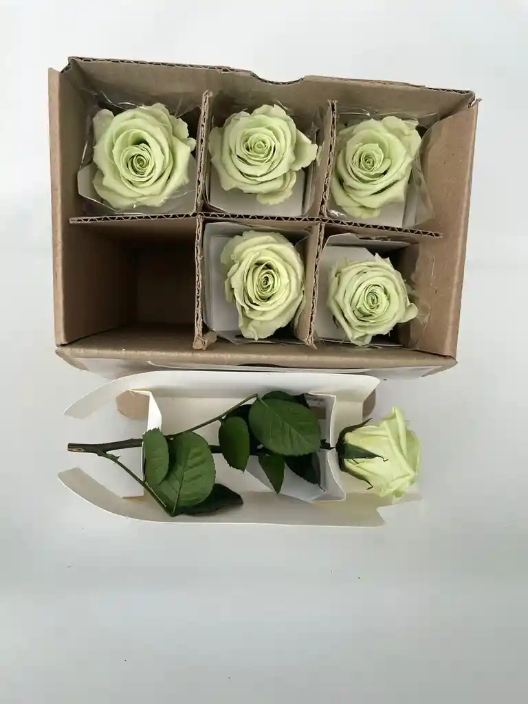 Rosa Mini Verde Lima