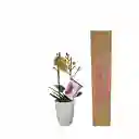 Orquidea Mediana Amarilla Con Matera Plastica 45cms