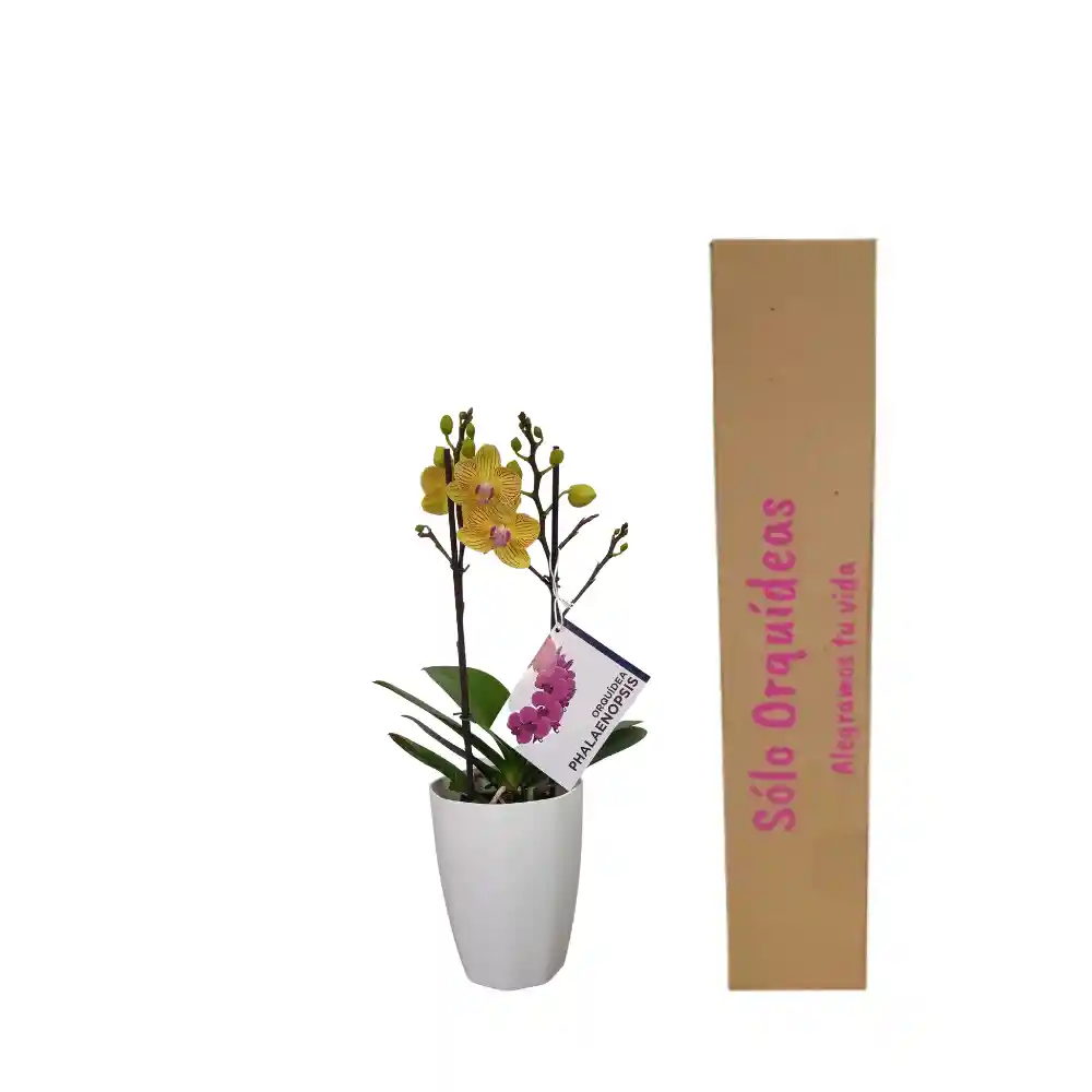 Orquidea Mediana Amarilla Con Matera Plastica 45cms