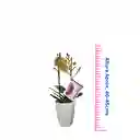 Orquidea Mediana Amarilla Con Matera Plastica 45cms