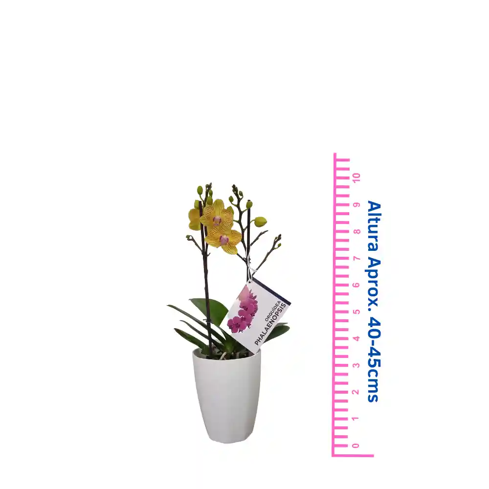 Orquidea Mediana Amarilla Con Matera Plastica 45cms