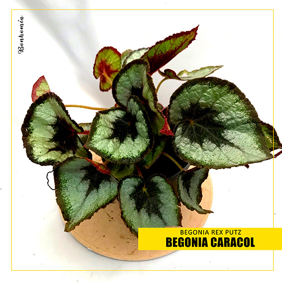 Begonia Caracola - Rappi