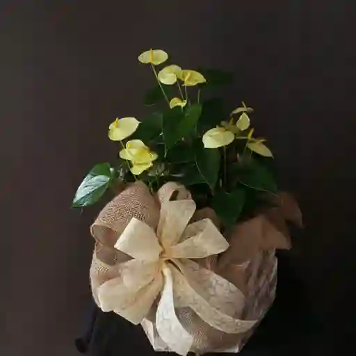 Anturio Amarillo Por 3 Plantas Arreglo
