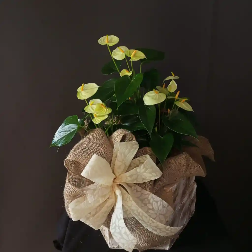 Anturio Amarillo Por 3 Plantas Arreglo