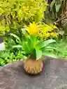 Bromelia En Kokedama