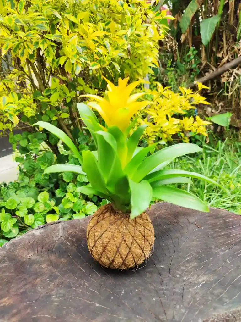 Bromelia En Kokedama