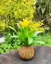 Bromelia En Kokedama