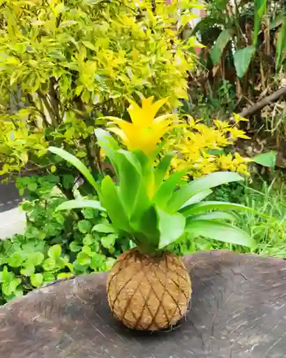 Bromelia En Kokedama