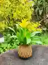 Bromelia En Kokedama