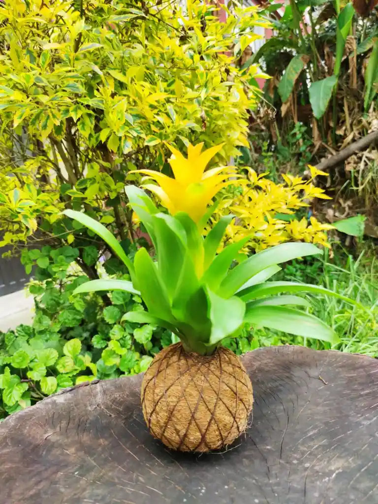 Bromelia En Kokedama