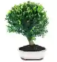 Bonsái De Buxus - Sempervirens