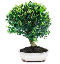 Bonsái De Buxus - Sempervirens