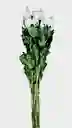 Flor Crisantemo Blancopor Paquete
