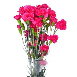 Clavellina Fucsia Paquete