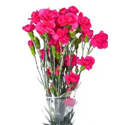 Clavellina Fucsia Paquete