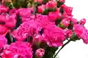 Clavellina Fucsia Paquete