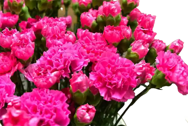 Clavellina Fucsia Paquete