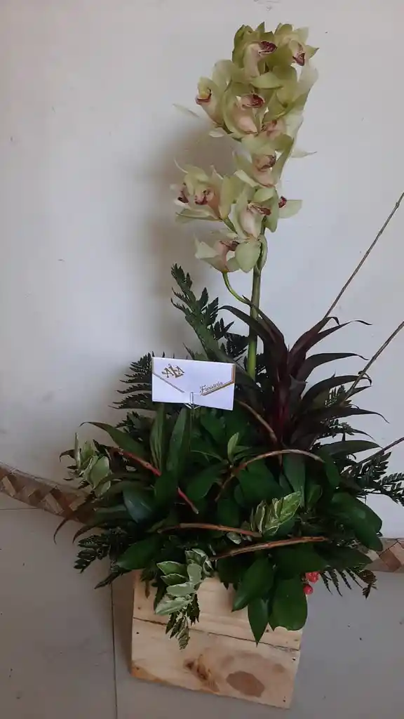 Exotic De Orquideas