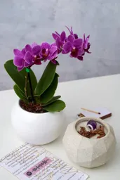 Orquídea Miniatura + Vela Amatista