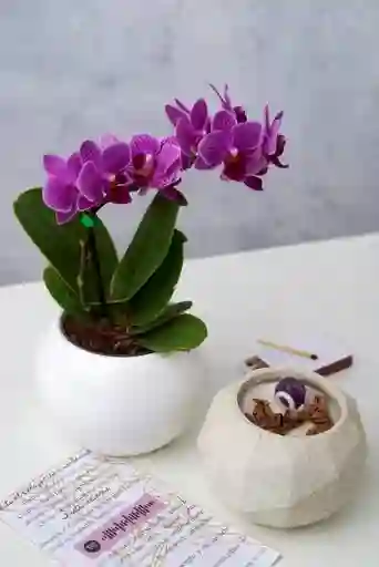 Orquídea Miniatura + Vela Amatista