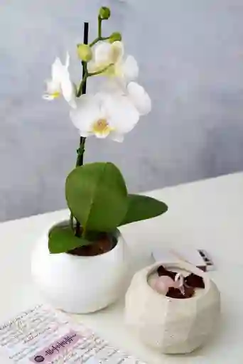 Orquídea Mini + Vela Cuarzo Rosado