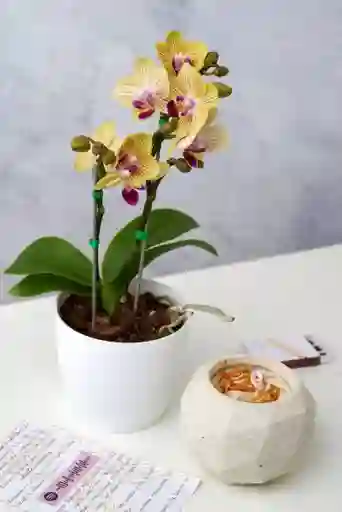 Orquídea Mini + Vela Citrino