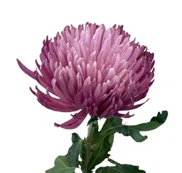 Flor Crisantemo Morado