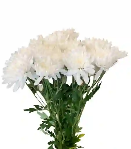 Flores Pompones Blancos