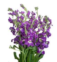 Flores Y Plantas