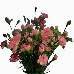 Flores Mini Clavel Rosado Por Paquete