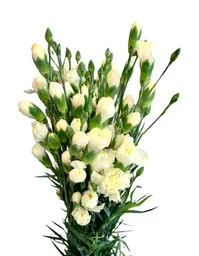 Flores Mini Clavel Blanco
