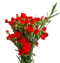 Flores Mini Clavel Rojo